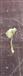  Stamen